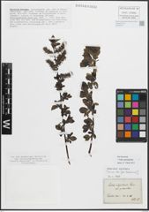 Foto von Salix myrsinifolia Salisb.